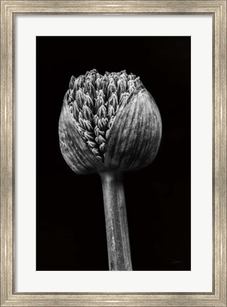Framed Allium I Print