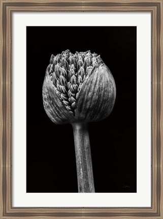 Framed Allium I Print