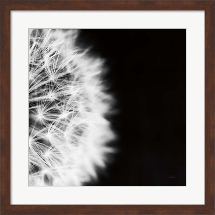 Framed Dandelion on Black II Print