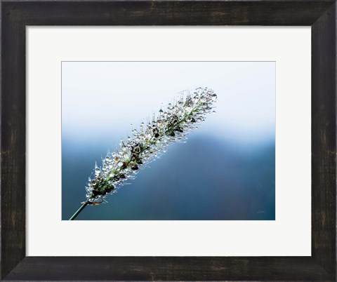 Framed Seeds and Water III Print