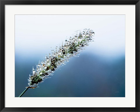 Framed Seeds and Water III Print