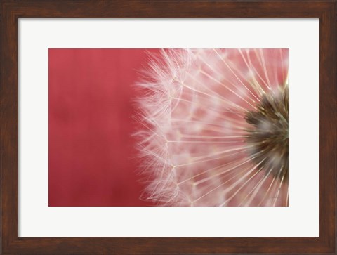 Framed Dandelion on Red III Print