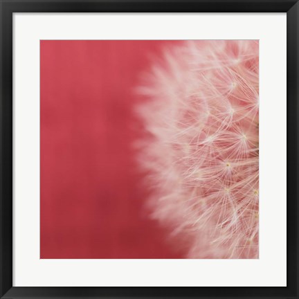 Framed Dandelion on Red II Print