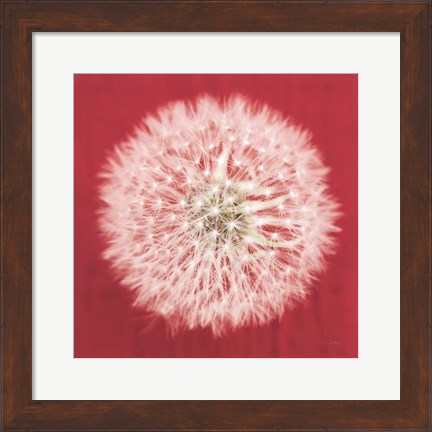 Framed Dandelion on Red I Print