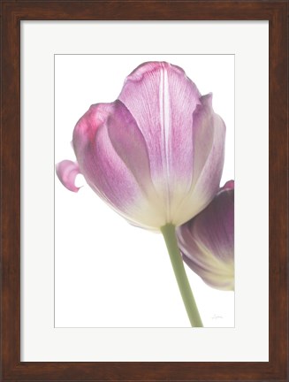 Framed Tulip Time IV Print