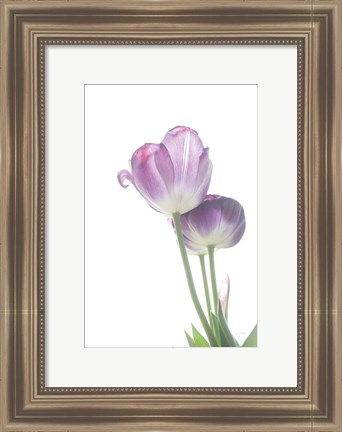 Framed Tulip Time III Print