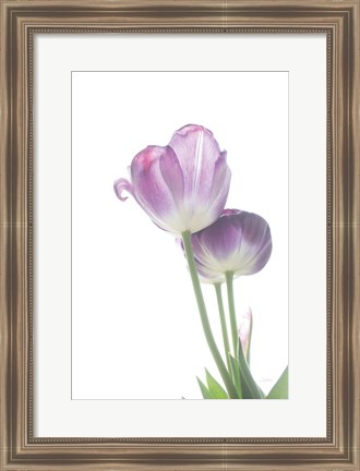 Framed Tulip Time III Print