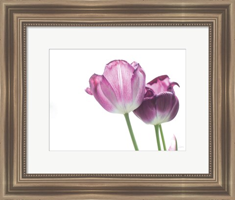 Framed Tulip Time I Print