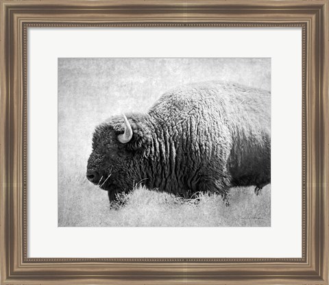 Framed Buffalo II BW Print