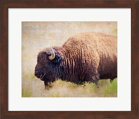 Framed Buffalo II Print