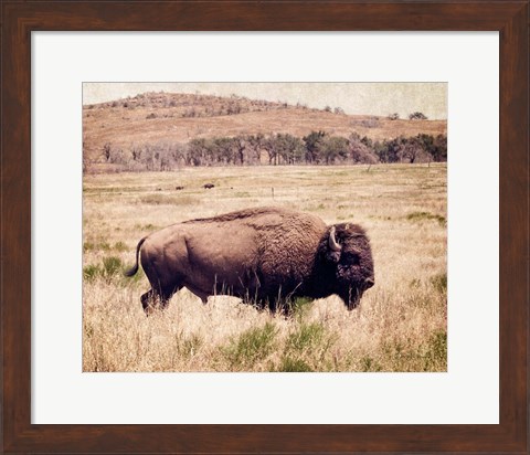 Framed Buffalo I Print