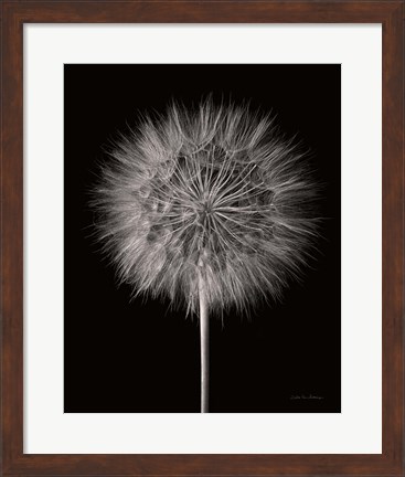 Framed Dandelion Fluff on Black Print