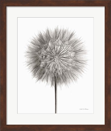 Framed Dandelion Fluff on White Print