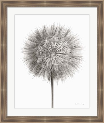 Framed Dandelion Fluff on White Print