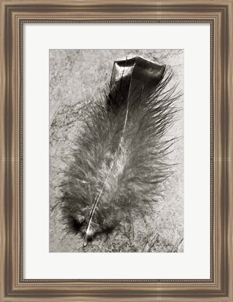 Framed Feather Shadow IV Print