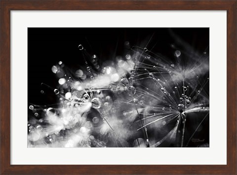 Framed Dandelion Abstract II Print