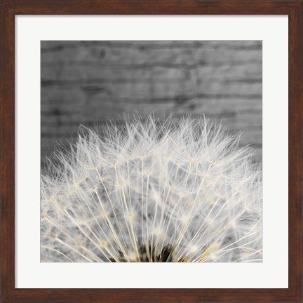 Framed Delicate Dandelion Print