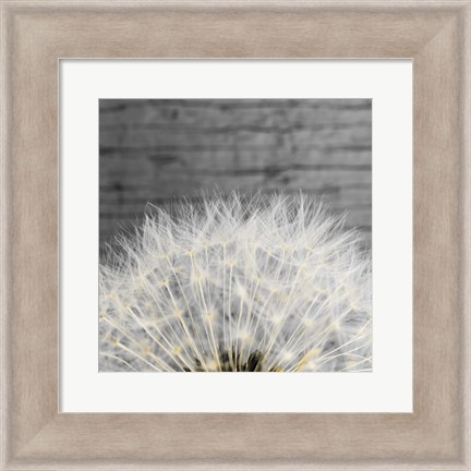 Framed Delicate Dandelion Print