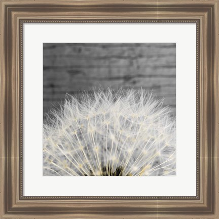 Framed Delicate Dandelion Print