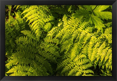 Framed Ferns II Print