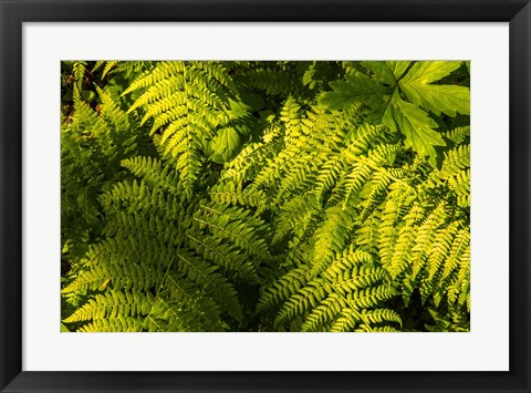 Framed Ferns II Print