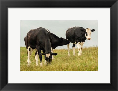 Framed Country Cows Print