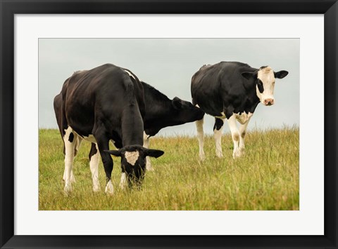 Framed Country Cows Print