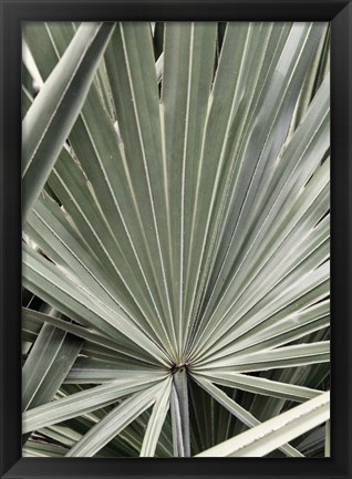 Framed Organic Palm I Print