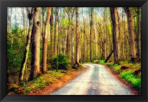 Framed Wood Path Print