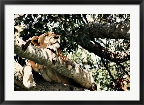 Framed Lion Tree Print