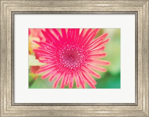 Framed Pink Gerbera Print