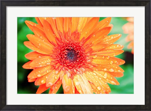 Framed Orange Gerbera Print