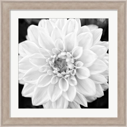 Framed Black &amp; White Gerbera I Print