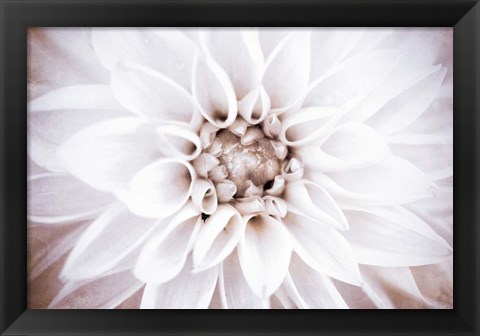 Framed Bright White Bloom II Print