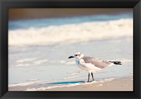 Framed See the Seagull Print