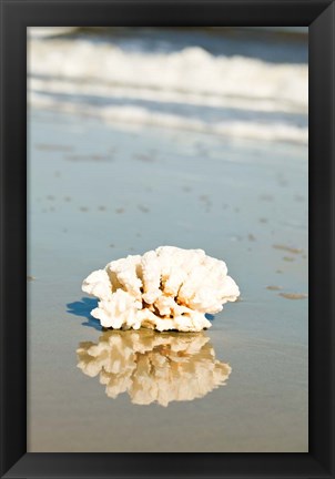 Framed Coral Reflection Print