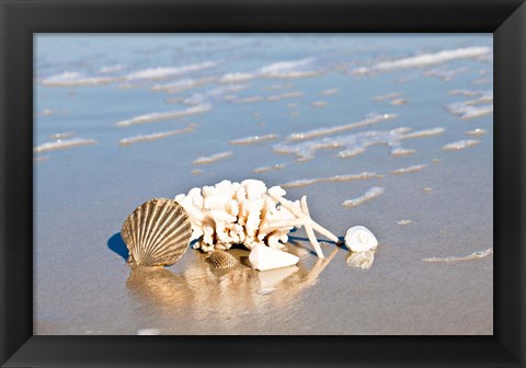 Framed Seashell Reflection Print