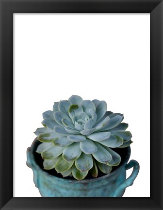 Framed Little Succulent on White Print