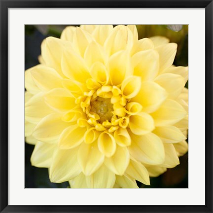 Framed Bright Yellow Gerbera Print