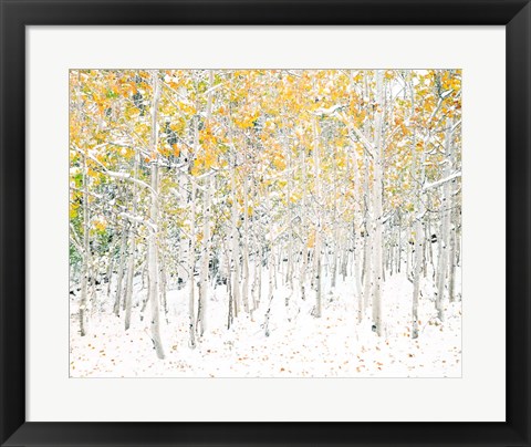 Framed Quaking Aspens Print