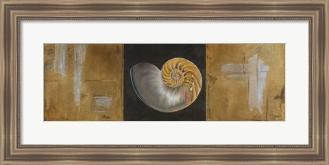 Framed Seashells II Print