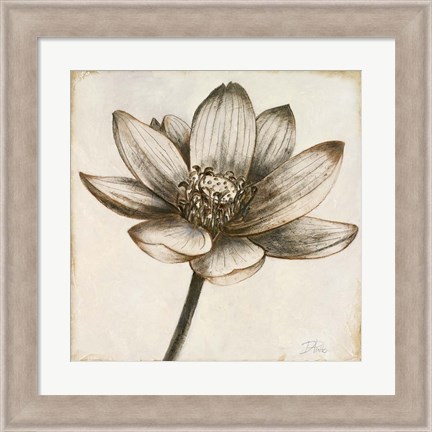 Framed Sepia Lotus II Print