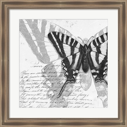 Framed Butterflies Studies II Print