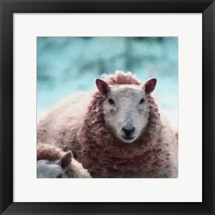 Framed Sheep Square II Print