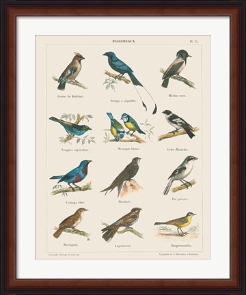 Framed Bird Chart II Print