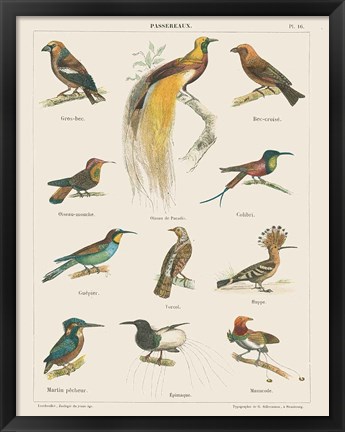 Framed Bird Chart I Print