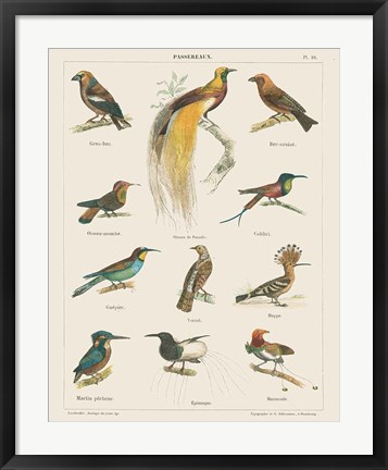 Framed Bird Chart I Print