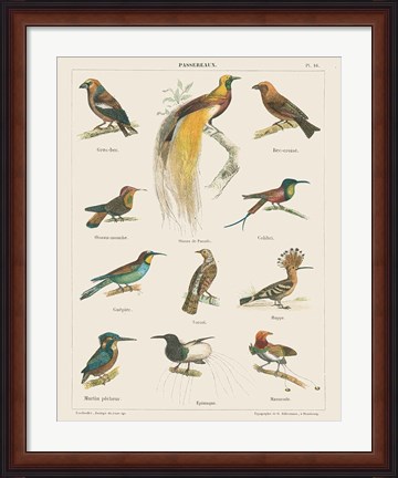 Framed Bird Chart I Print