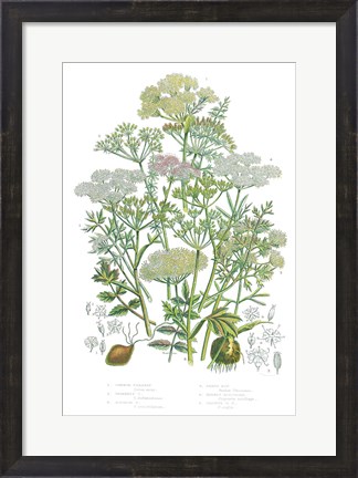 Framed Flowering Plants II Print