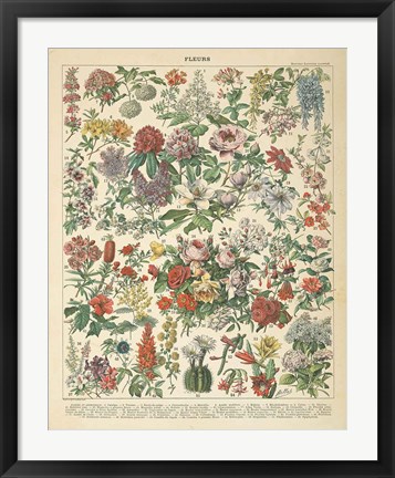 Framed French Flower Chart Print